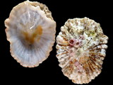 Variation410476