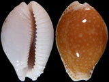 Cypraea cernica