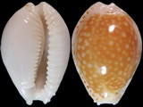 Variation210481