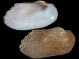 Variation310501