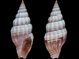 Vexillum semicostatum