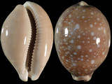 Cypraea vitellus