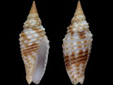 Imbricaria annulata