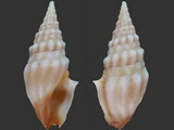 Variation210554