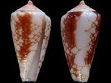 Variation310559