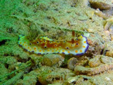 Chromodoris tennentana