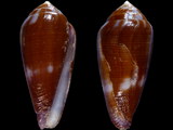 Conus tenuistriatus