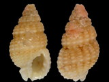 Variation210624