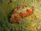 Phyllidiopsis cardinalis