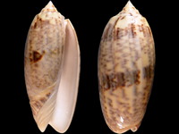 Oliva tremulina