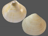 Semele cordiformis