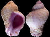 Coralliophila radula