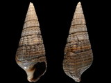 Variation310753