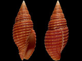 Pseudonebularia rubiginea
