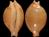 Cypraea globulus