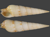 Myurella conspersa