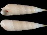 Variation310844