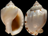 Casmaria ponderosa