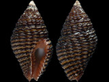 Variation410880