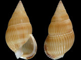 Nassarius concinnus