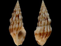 Iredalea inclinata