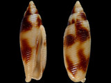 Nebularia edentula