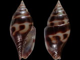 Vexillum mediomaculatum