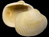 Variation3109