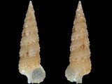 Cerithium interstriatum