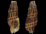 Variation310932