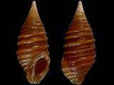 Turridrupa cincta