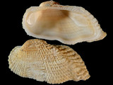 Acar plicata