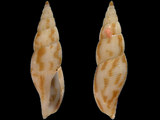 Daphnella flammea