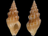 Clavus bilineatus