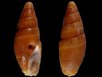 Strigatella luctuosa