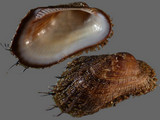 Barbatia lacerata