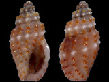 Philbertia granicostata