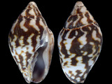 Variation111010