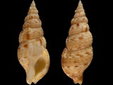 Colubraria tenera