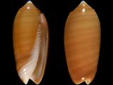 Oliva volvaroides