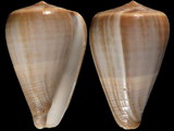 Conus loroisii