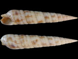 Myurella affinis