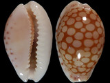 Cypraea esontropia