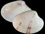 Variation311078