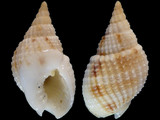 Nassarius candens