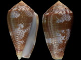 Conus catus