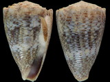 Conus encaustus