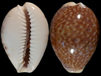 Cypraea acicularis