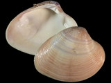 Variation211118