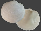 Variation311161